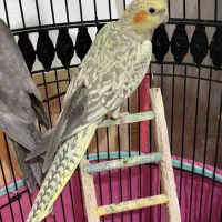 فروش عروس هلندی