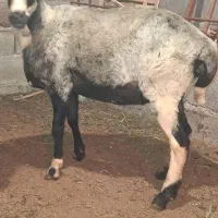 گوسفند ابستن اس جوان