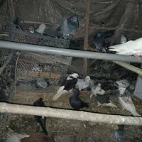 کبوترساعتی وحمال