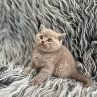 بچه گربه های جذاب iran cats|گربه|آبادان, |دیوار