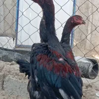 دو عدد جوجه لاری