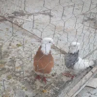 کیوتر طوقی و لچکی