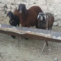 بره گشتی|حیوانات مزرعه|بروجن, |دیوار