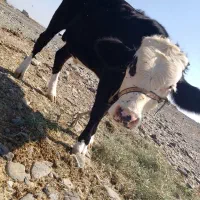 جلب سیمینال|حیوانات مزرعه|فاریاب, |دیوار