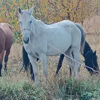 15عدد اسب مادیون|اسب و تجهیزات اسب‌سواری|سیلوانه, |دیوار