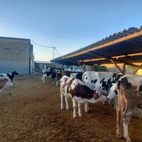 گاوداری صنعتی