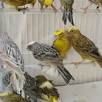 قناری لیزارد ،گلاستر ،یلو و موزاییکی|پرنده|کرج, فاز ۲ مهرشهر|دیوار