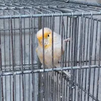 قناری نر موزاییکی|پرنده|ری, دیلمان|دیوار