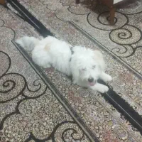 فروش سگ خانگی