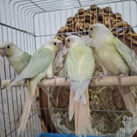 طوطی جوجه ملنگو زرد مونچیک شاه گرینچیک راهب کاسکو