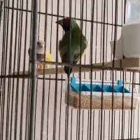 فنچ گلدین و بنگالی