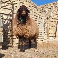 قوچ افشار اصل تخم دوقولزا|حیوانات مزرعه|هرند, |دیوار