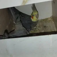 عروس هلندی مولد رو تخم کفتر قناری طوطی|پرنده|کرج, کلاک پایین|دیوار