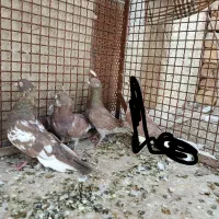 دو رگ پلاکی پرشی و ماده سینه|پرنده|مرودشت, گندم‎|دیوار