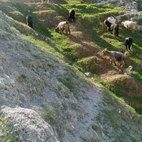 ده عدد بز با یه تیشتر نر