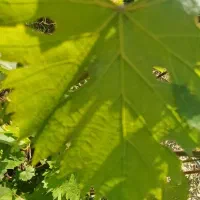 برگ انگور تازه نوبر قوره