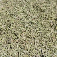 فروش عمده آویشن باغی