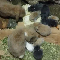 خرگوش لوپ اصل