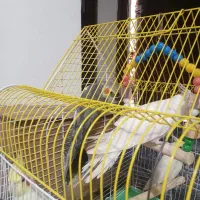 طوطی عروس