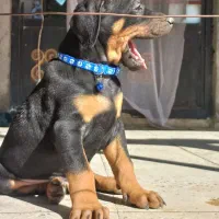 واگذاری توله دوبرمن اروپایی مفت|سگ|تهران, نیروی هوایی (پیروزی)|دیوار