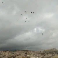 کفتر پرشی شهرستان