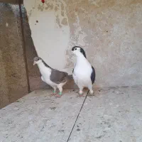 دوجفت چپ سالم