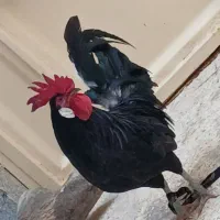 دوتا خروس عربی|حیوانات مزرعه|اهواز, کمپلو شمالی|دیوار