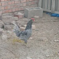 خروس گلین طوسی