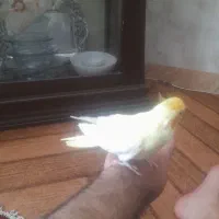 عروس نرلوتینودستی|پرنده|تربت‌حیدریه, بازار|دیوار