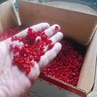 زرشک و طلای سرخ  رامسر