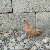 جوجه درجای زرد|پرنده|میناب, |دیوار