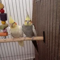 معاوضه فقط با نرگسی مولد