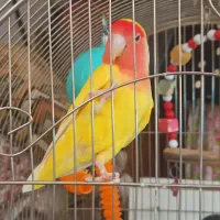 طوطی برزیلی