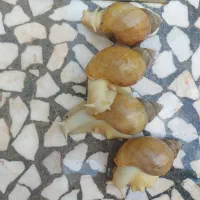 فروش چهار عدد حلزون به همراه مکمل
