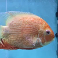 پرت کینگ غول پیکر...سورم رداسپات سایز فوق درشت