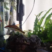 ماهی رد لاین اوور سایز