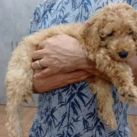 فروش سگ پودل