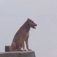 سگ گم شده