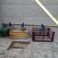 کبوتر پلاکی