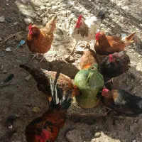 تخم مرغ نطفه|حیوانات مزرعه|اردبیل, |دیوار