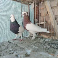 4 جفت طوقی عتیقه