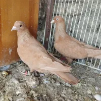 کبوتر گرفتنی