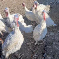 بوقلمون بیوتی 6 فوق سنگین