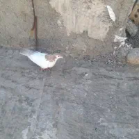 خال دم ماده|پرنده|تربت‌حیدریه, آغوی|دیوار