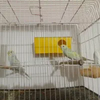دوجفت مرغ عشق رینبو باهم