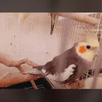 عروس هلندی گم شدن ابرسانی