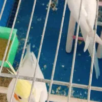 عروس هلندی جفت