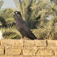 زاغ ابادانی نر مست