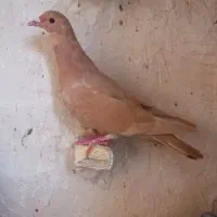 کفتر زرد ماده عتیقه و یال الماسی عتیقه نر خوشکل