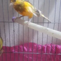 سهره و قناری.(برزیلی)|پرنده|پاکدشت, شهرک امام رضا|دیوار